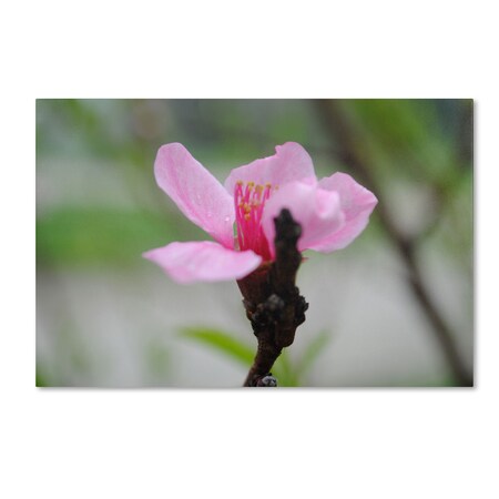 Trademark Fine Art Monica Fleet 'Simplicity' Canvas Art, 22x32 MF116-C2232GG